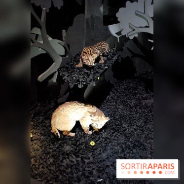 Exposition Nuit au Muséum Natinaol d'Histoire Naturelle