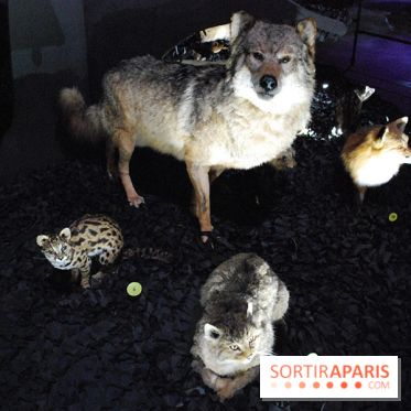 Exposition Nuit au Muséum Natinaol d'Histoire Naturelle