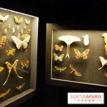 Exposition Nuit au Muséum Natinaol d'Histoire Naturelle