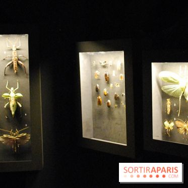 Exposition Nuit au Muséum Natinaol d'Histoire Naturelle