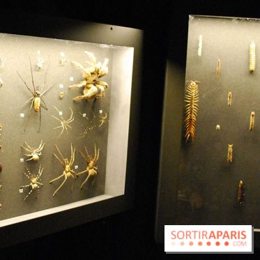 Exposition Nuit au Muséum Natinaol d'Histoire Naturelle