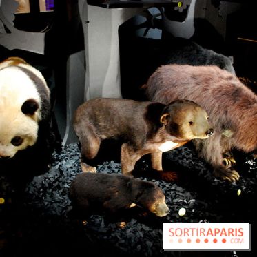 Exposition Nuit au Muséum Natinaol d'Histoire Naturelle