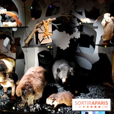 Exposition Nuit au Muséum Natinaol d'Histoire Naturelle