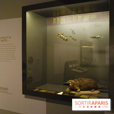 Exposition Nuit au Muséum Natinaol d'Histoire Naturelle