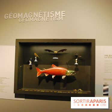 Exposition Nuit au Muséum Natinaol d'Histoire Naturelle