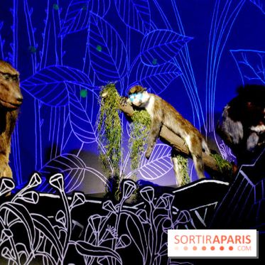 Exposition Nuit au Muséum Natinaol d'Histoire Naturelle