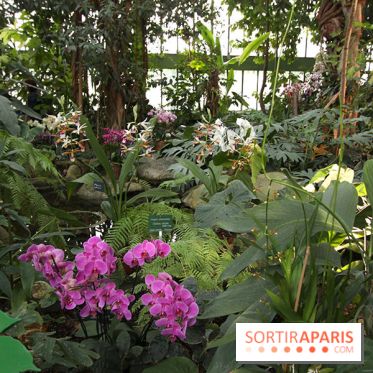 Mille & une orchidées 2014, l'exposition au Jardin des plantes