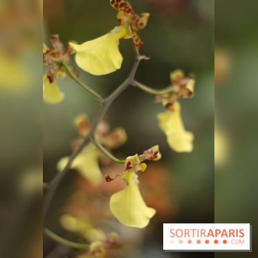 Mille & une orchidées 2014, l'exposition au Jardin des plantes