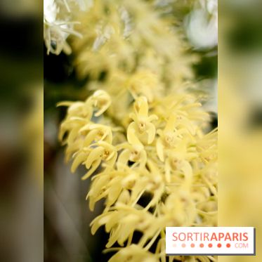 Mille & une orchidées 2014, l'exposition au Jardin des plantes