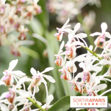 Mille & une orchidées 2014, l'exposition au Jardin des plantes