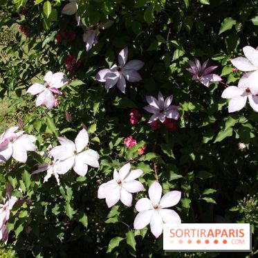 Journées de la Rose 2014