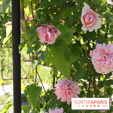 Journées de la Rose 2014