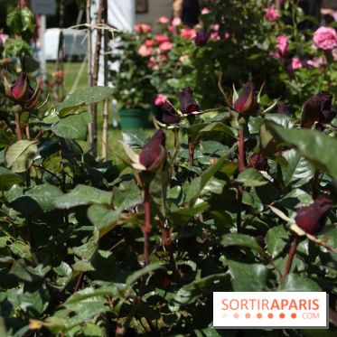 Journées de la Rose 2014