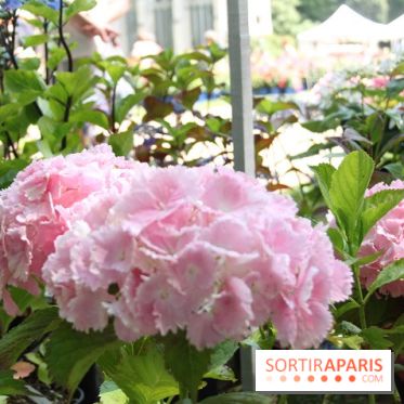 Journées de la Rose 2014