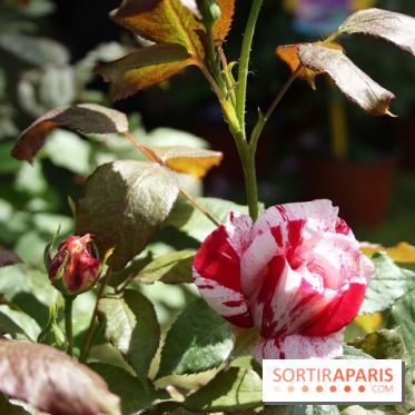 Journées de la Rose 2014