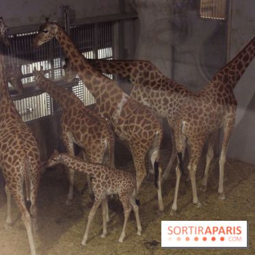 Les girafons du Zoo de Paris