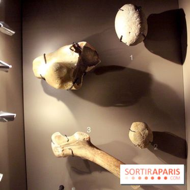 La Grotte de Lascaux à Paris !