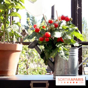 Le potager d'Aucy 2015 à la Serre de la Rotonde