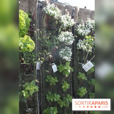 Le Paris sous les fraises des Galeries Lafayette