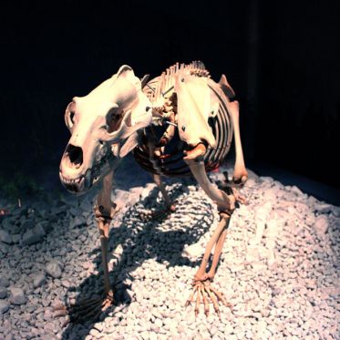 Préhistoire(s), l'enquête