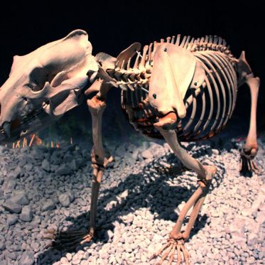 Préhistoire(s), l'enquête