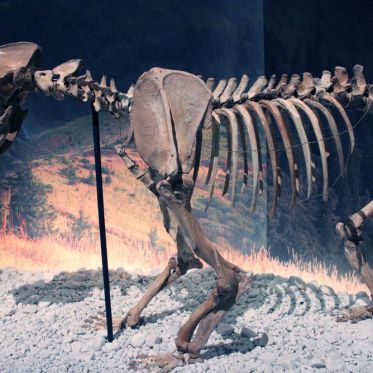 Préhistoire(s), l'enquête