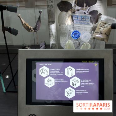 Le nouveau Musée de l'Homme