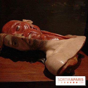 Le nouveau Musée de l'Homme