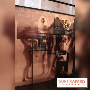 Le nouveau Musée de l'Homme 