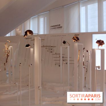 Le nouveau Musée de l'Homme 