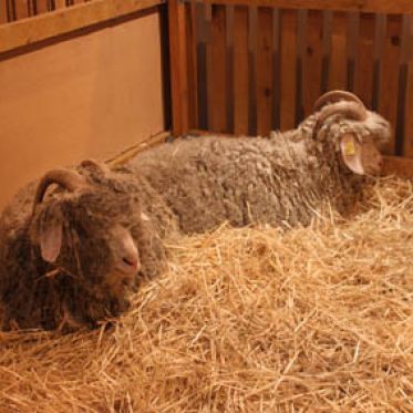 Salon de l'Agriculture 2012