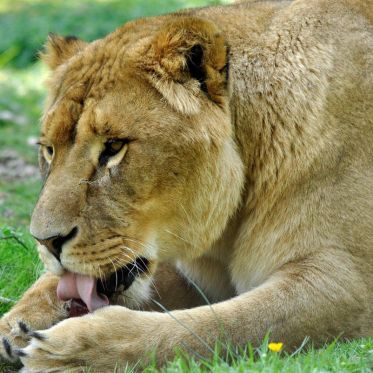 © Julie Platel / Parc et Château de Thoiry, chasse aux oeufs