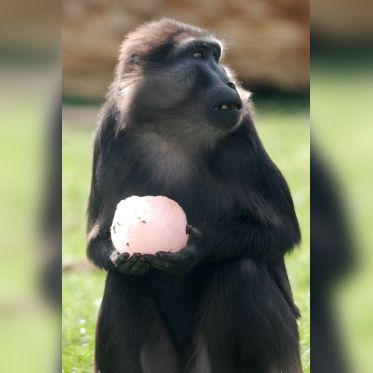 © Julie Platel / Parc et Château de Thoiry, chasse aux oeufs