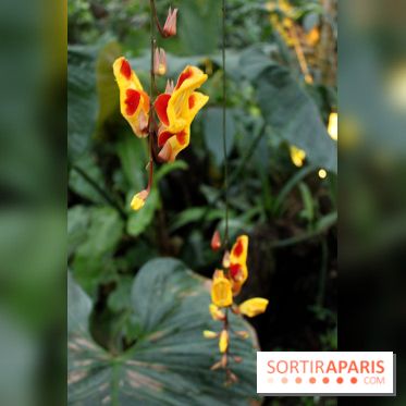 Mille & une orchidées 2016 au Jardin des Plantes, les photos