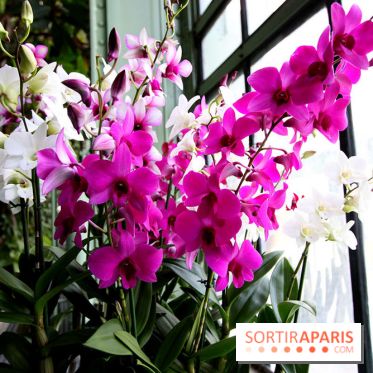 Mille & une orchidées au Jardin des Plantes, les photos