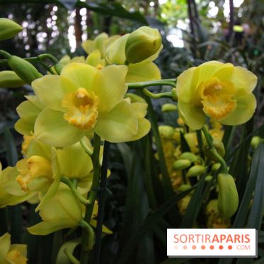 Mille & une orchidées au Jardin des Plantes, les photos