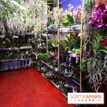 Mille & une orchidées au Jardin des Plantes, les photos