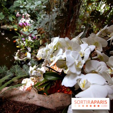 Mille & une orchidées au Jardin des Plantes, les photos