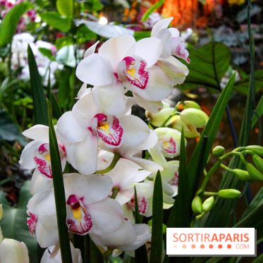 Mille & une orchidées au Jardin des Plantes, les photos