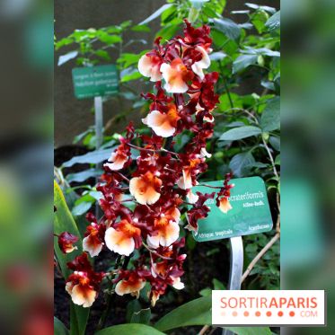 Mille & une orchidées au Jardin des Plantes, les photos