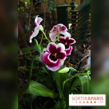 Mille & une orchidées au Jardin des Plantes, les photos