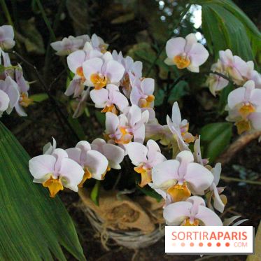 Mille & une orchidées au Jardin des Plantes, les photos