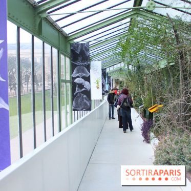 Mille & une orchidées au Jardin des Plantes, les photos