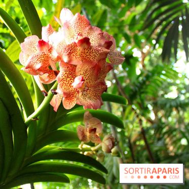 Mille & une orchidées au Jardin des Plantes, les photos