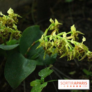 Mille & une orchidées au Jardin des Plantes, les photos