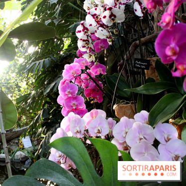 Mille & une orchidées 2016 au Jardin des Plantes, les photos