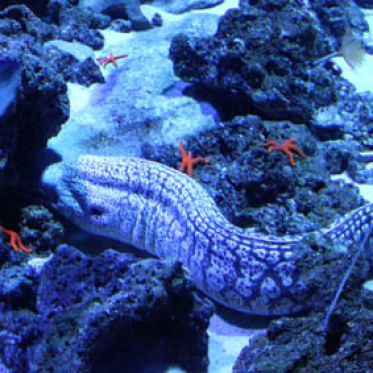 Plankton Invasion à l'Aquarium de Paris