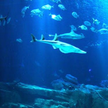 Plankton Invasion à l'Aquarium de Paris