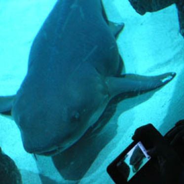 Plankton Invasion à l'Aquarium de Paris