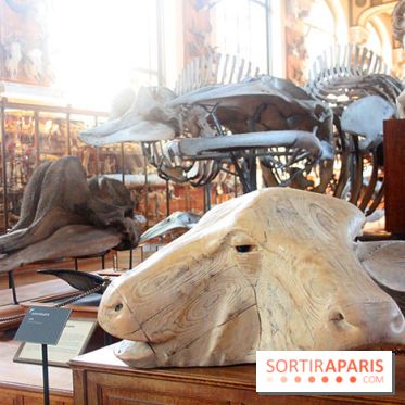 Magicien d'Os, les photos de l'expo